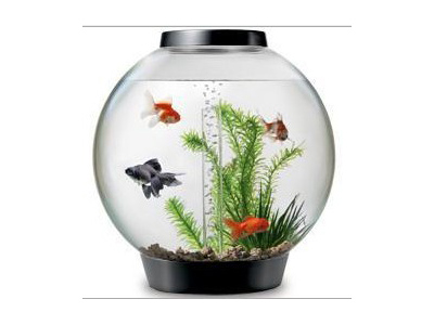 Acrylic Aquarium