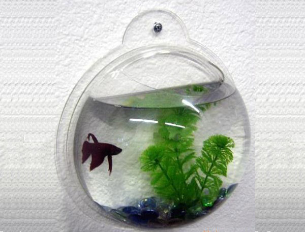 Acrylic Aquarium